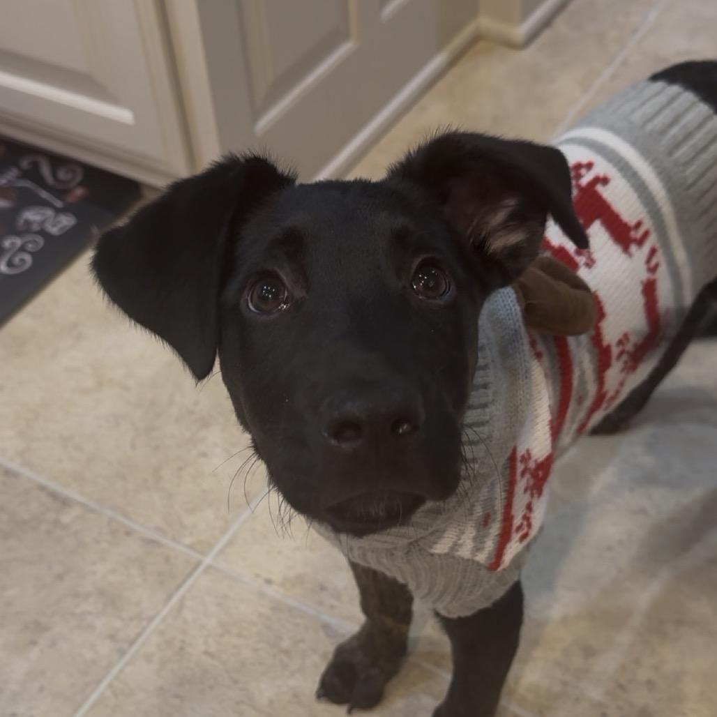 A baby medium-sized male Black Labrador Retriever dog named Chance for adoption in San Antonio, TX