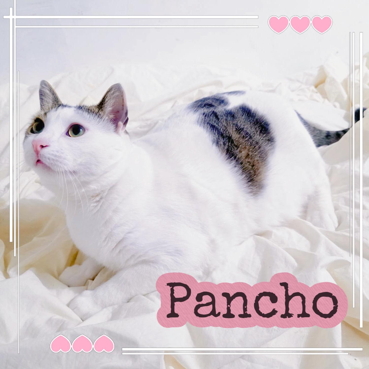 Pancho