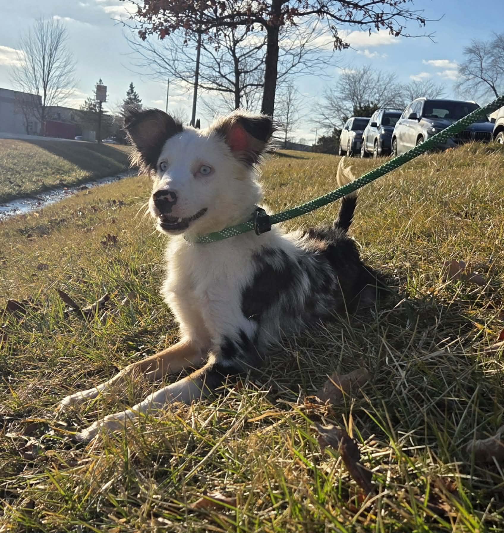 Bagel The Mini Australian