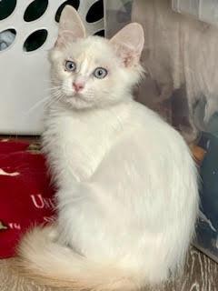 A young small-sized male White Domestic Medium Hair cat named Mccoy C for adoption in minneapolis, MN