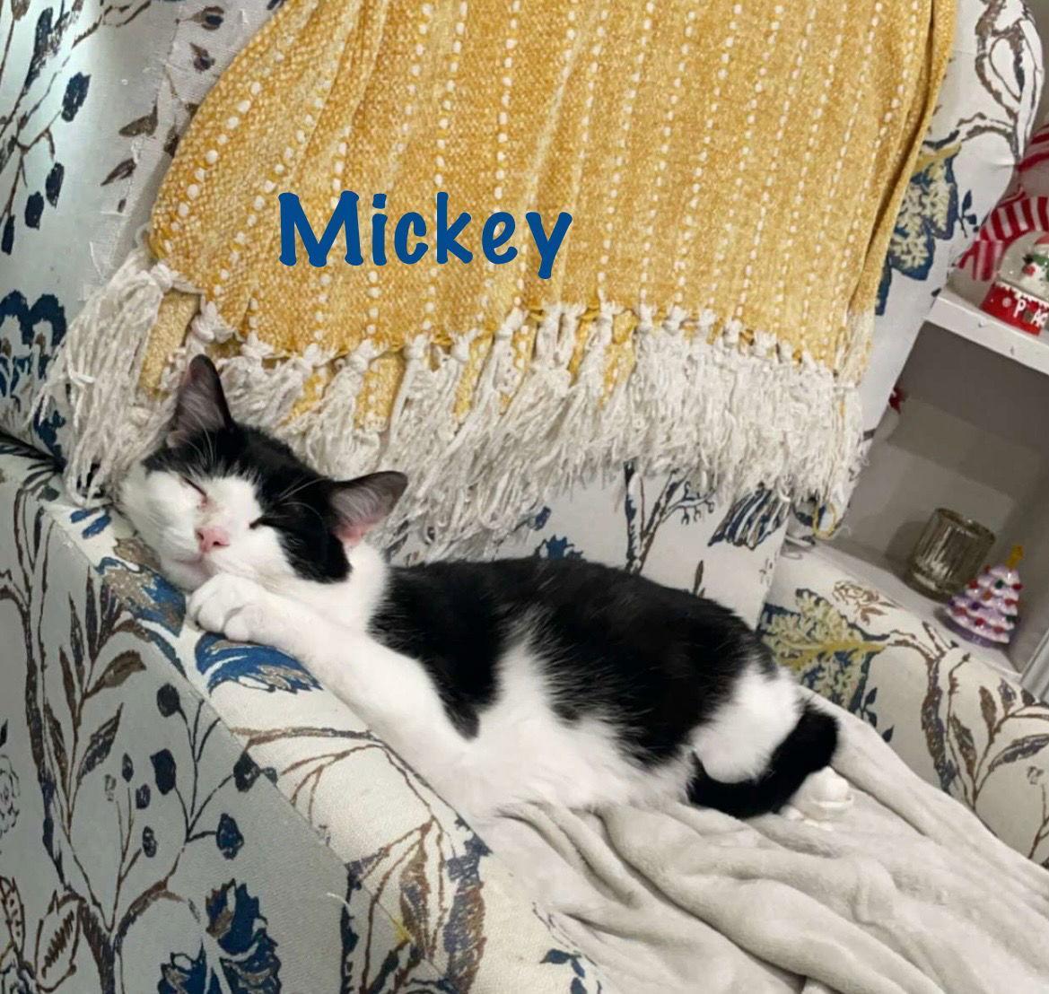 Mickey Wmatthew Willow Grove