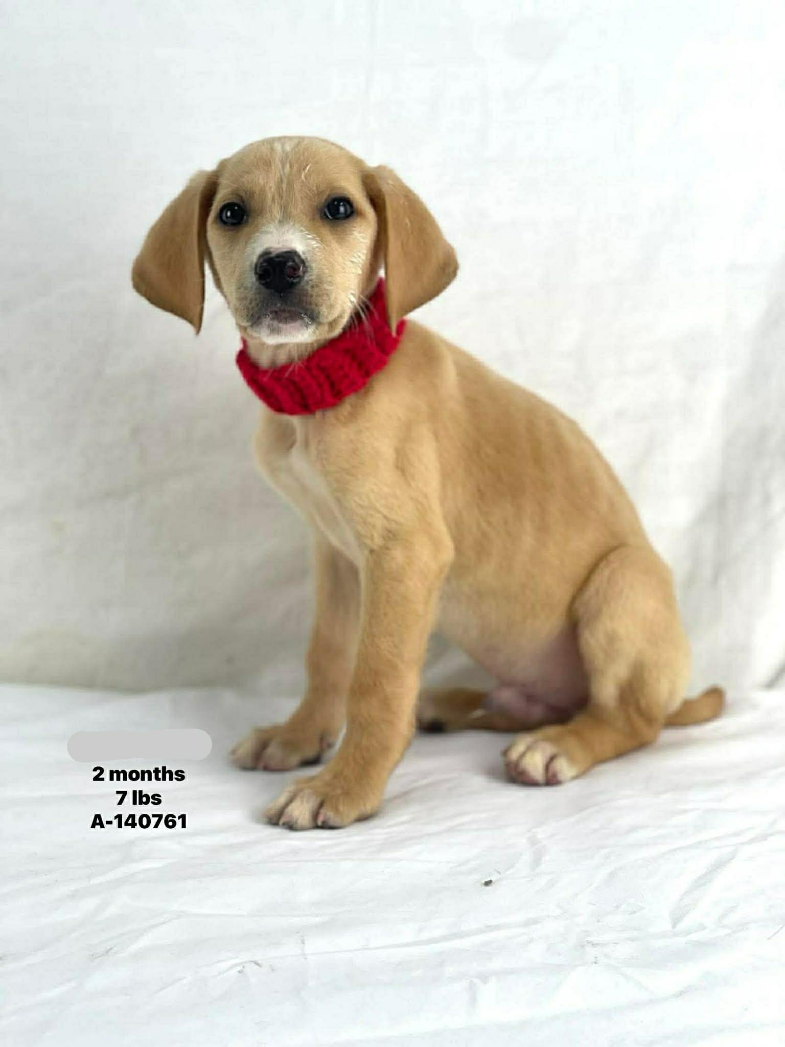 Benny The Retriever Mix