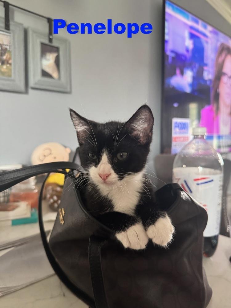 Penelope Ncpd Aviation