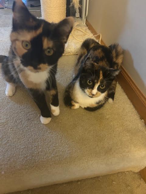 Cupcake Kisses & Muffin