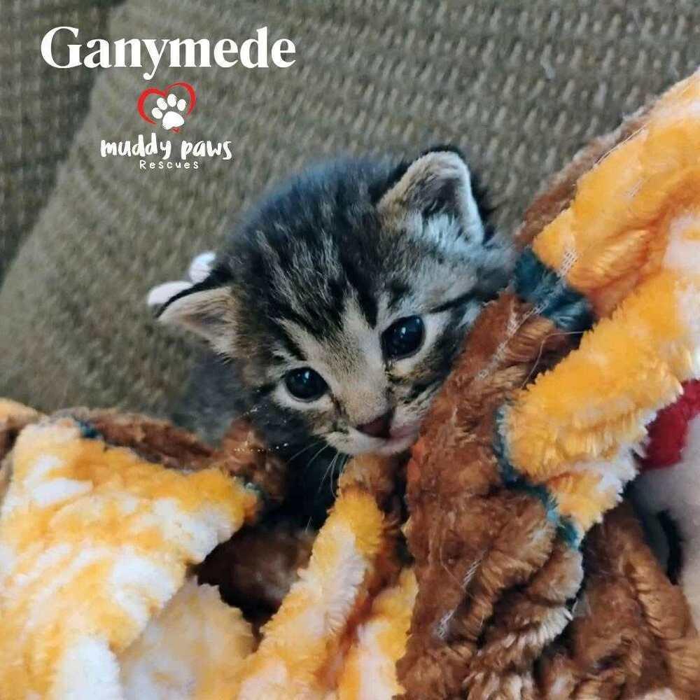 A baby small-sized male Domestic Short Hair cat named Jupiter's Moons: Ganymede for adoption in Council Bluffs, IA