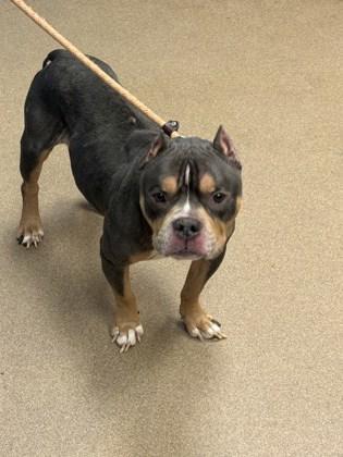 An adult medium-sized male Mixed Breed dog named Daemon for adoption in Chamblee, GA