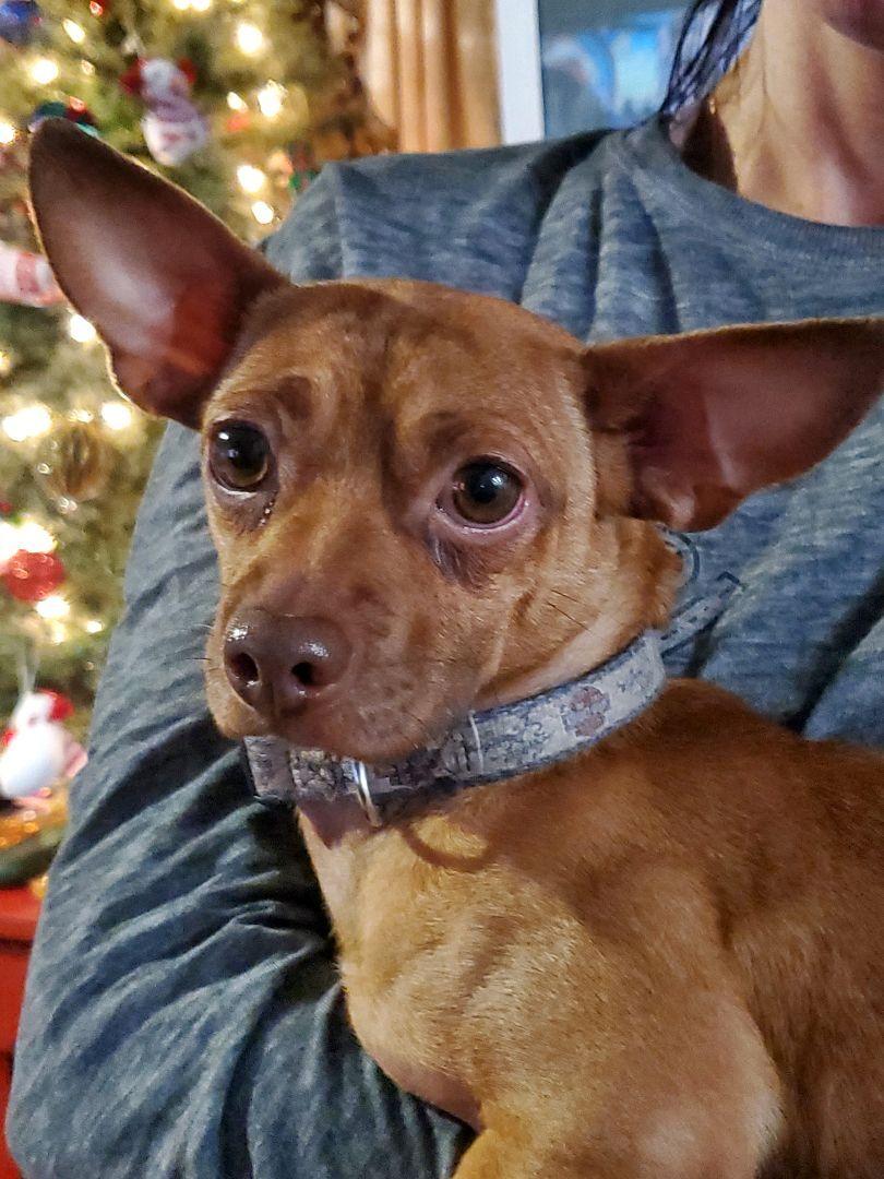 A young small-sized male Red / Chestnut / Orange Chihuahua dog named Toby Maguire for adoption in Oklahoma City, OK