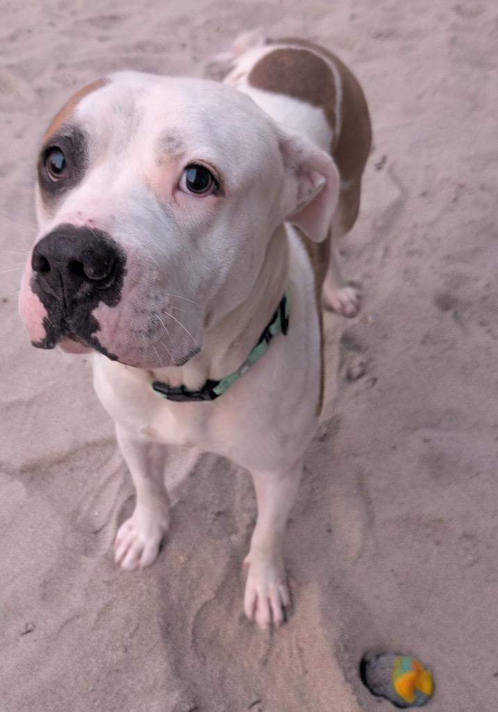 Gandhi Fee Sponsored!