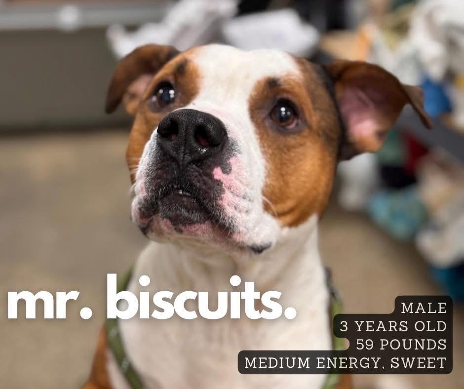 Mr. Biscuits