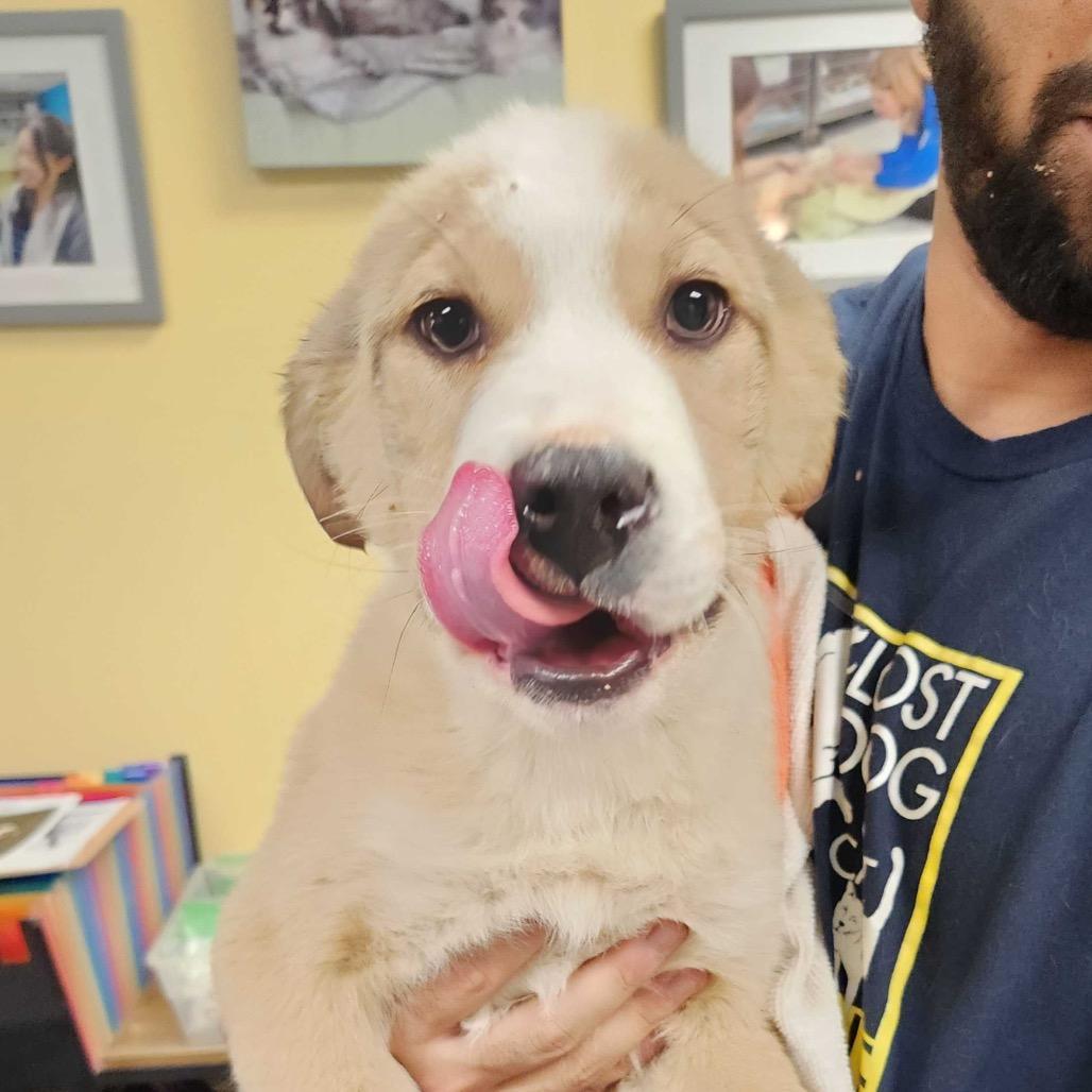 Sweet Tooth Pup: Mr.