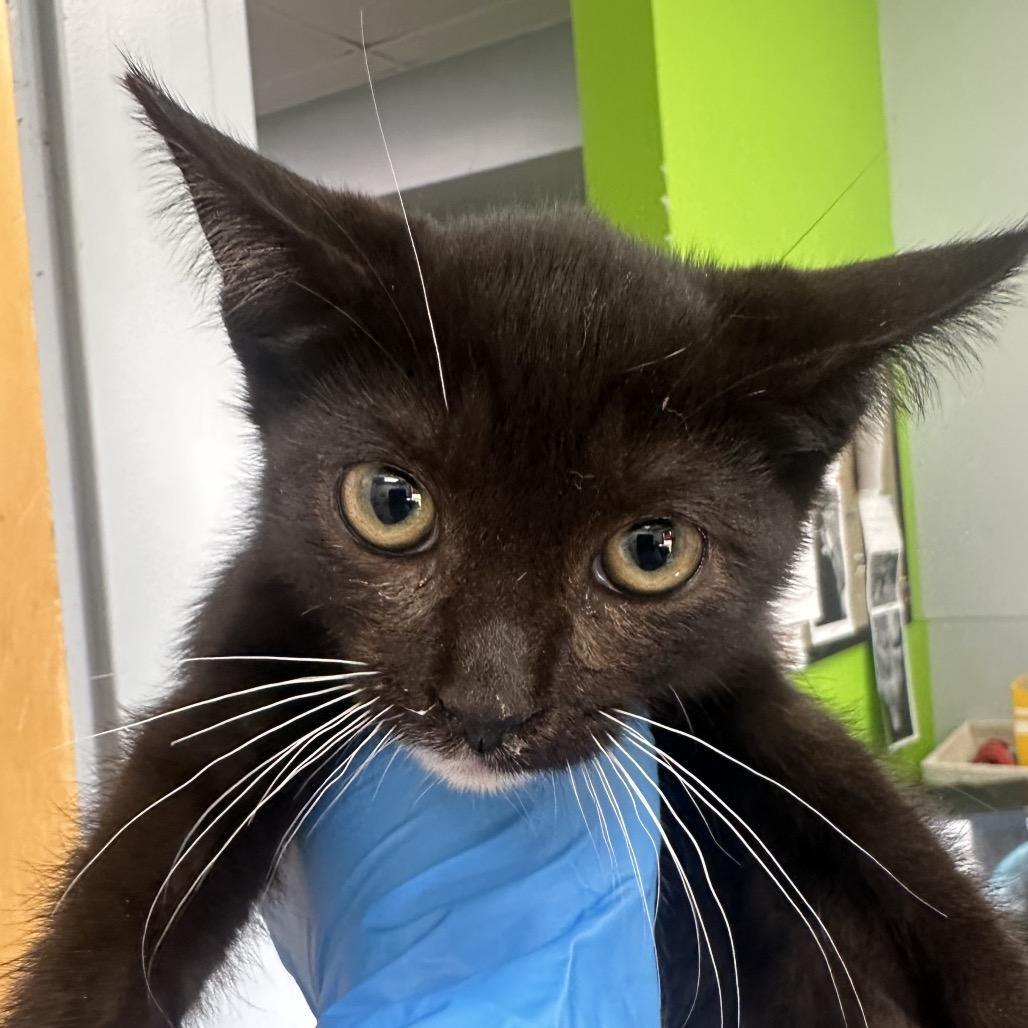 A baby medium-sized male Black Domestic Short Hair cat named Count Catula for adoption in Columbiana, AL