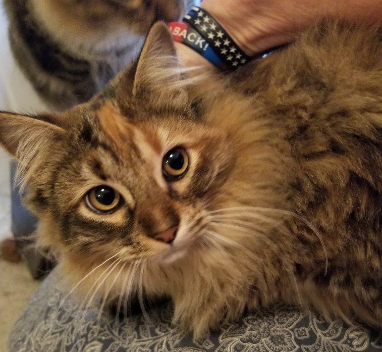 A young large-sized female Tabby (Brown / Chocolate) Domestic Long Hair cat named Jezzabelle for adoption in Greensboro, GA
