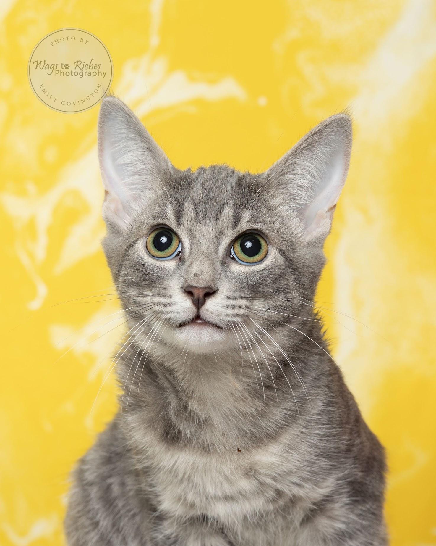 A baby medium-sized male Tabby (Gray / Blue / Silver) Domestic Short Hair cat named Clarence for adoption in Tuscaloosa, AL