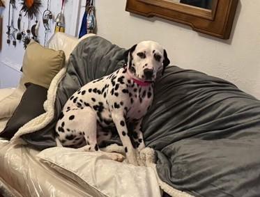 A young medium-sized female White / Cream Dalmatian dog named Lunanew York Ny for adoption in San Diego, CA