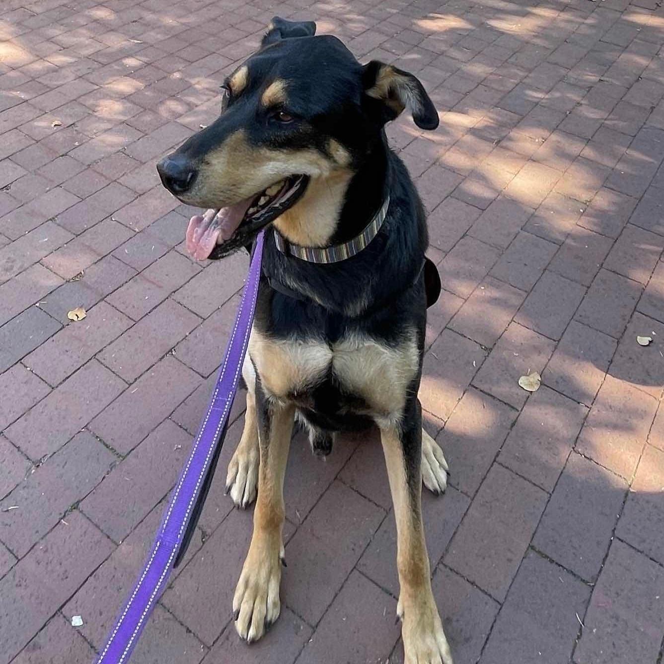 Hunter Gentle Giant!