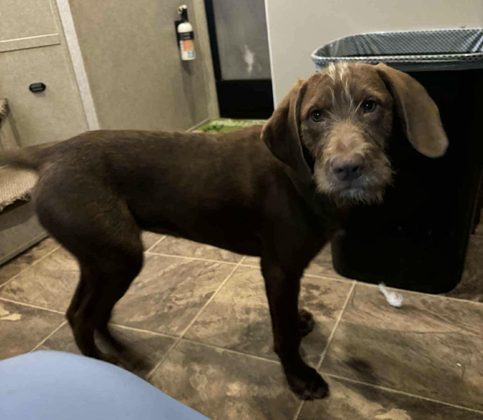 A young medium-sized female Brown / Chocolate Standard Poodle dog named Sassy for adoption in Lucedale, MS