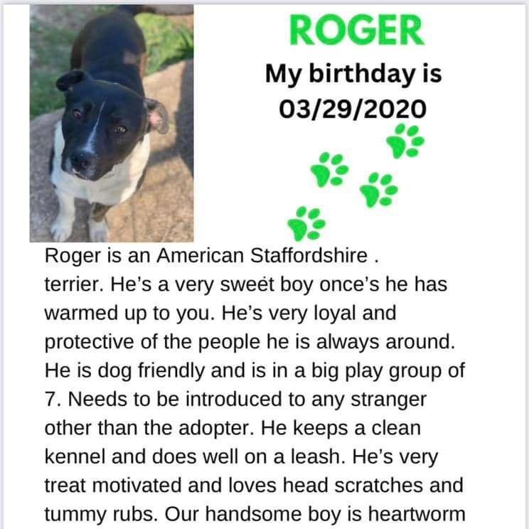 An adult medium-sized male Black Pit Bull Terrier dog named Roger for adoption in Denison, TX