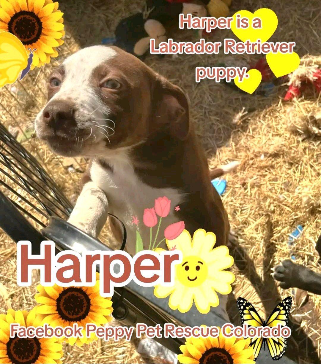 Harper