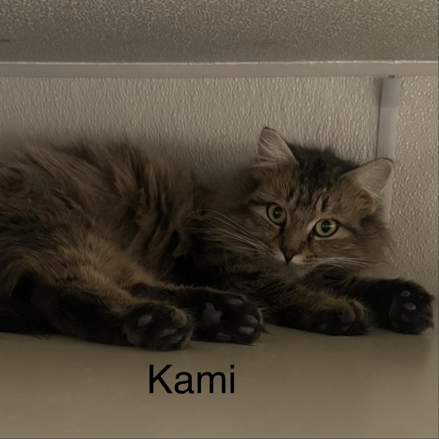 Kami