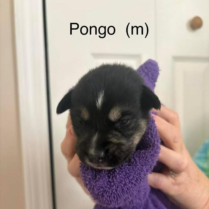 Pongo