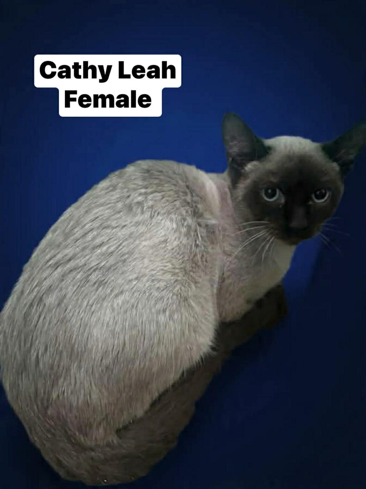 Cathy Leah