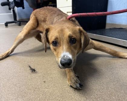 An adult medium-sized female Mixed Breed dog named Kaguya for adoption in Chamblee, GA