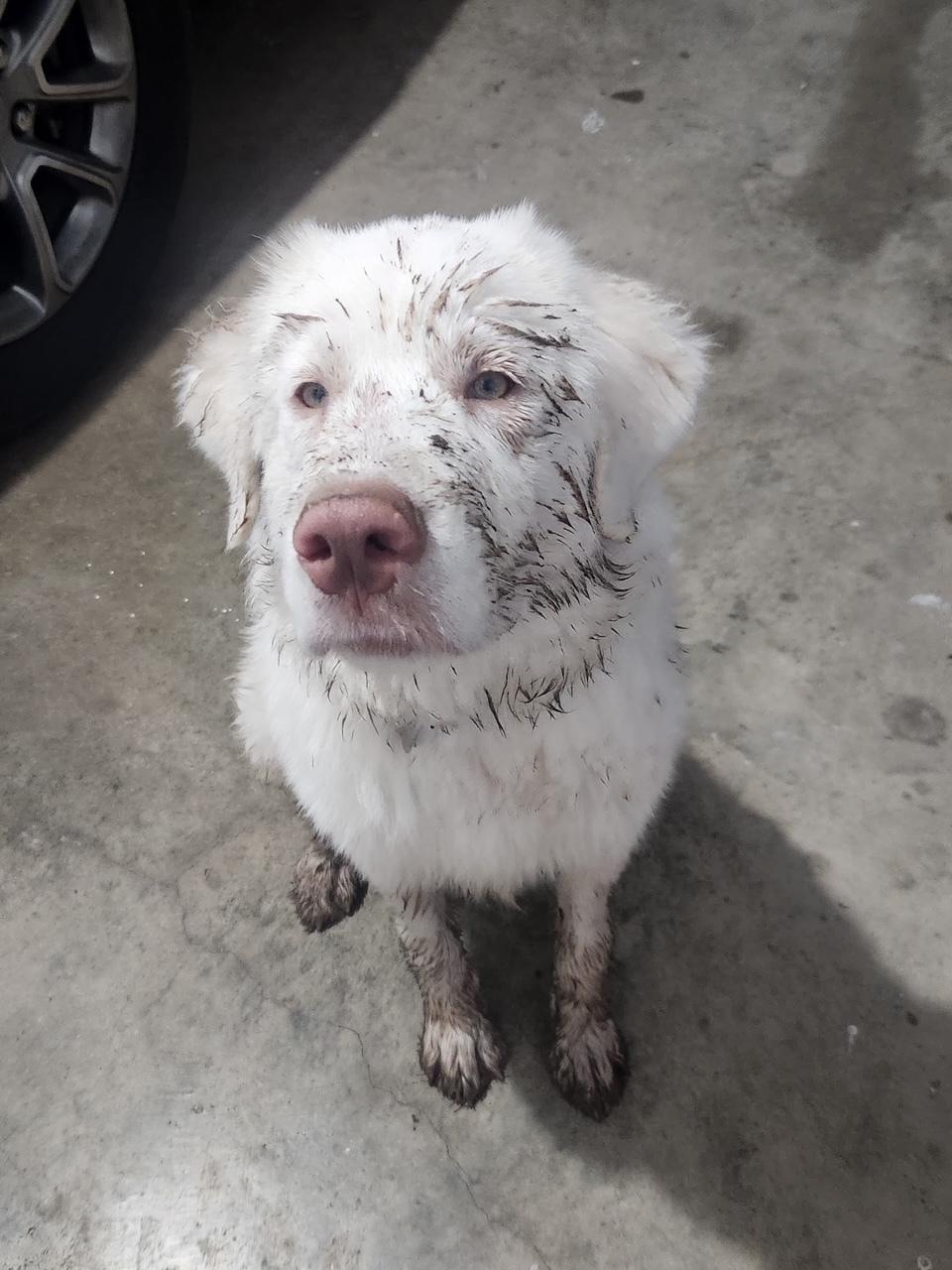 A young large-sized female Great Pyrenees dog named Clover Htx for adoption in Quinlan, TX