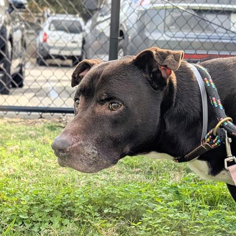 An adult large-sized male Labrador Retriever dog named Pansilo for adoption in Houston, TX