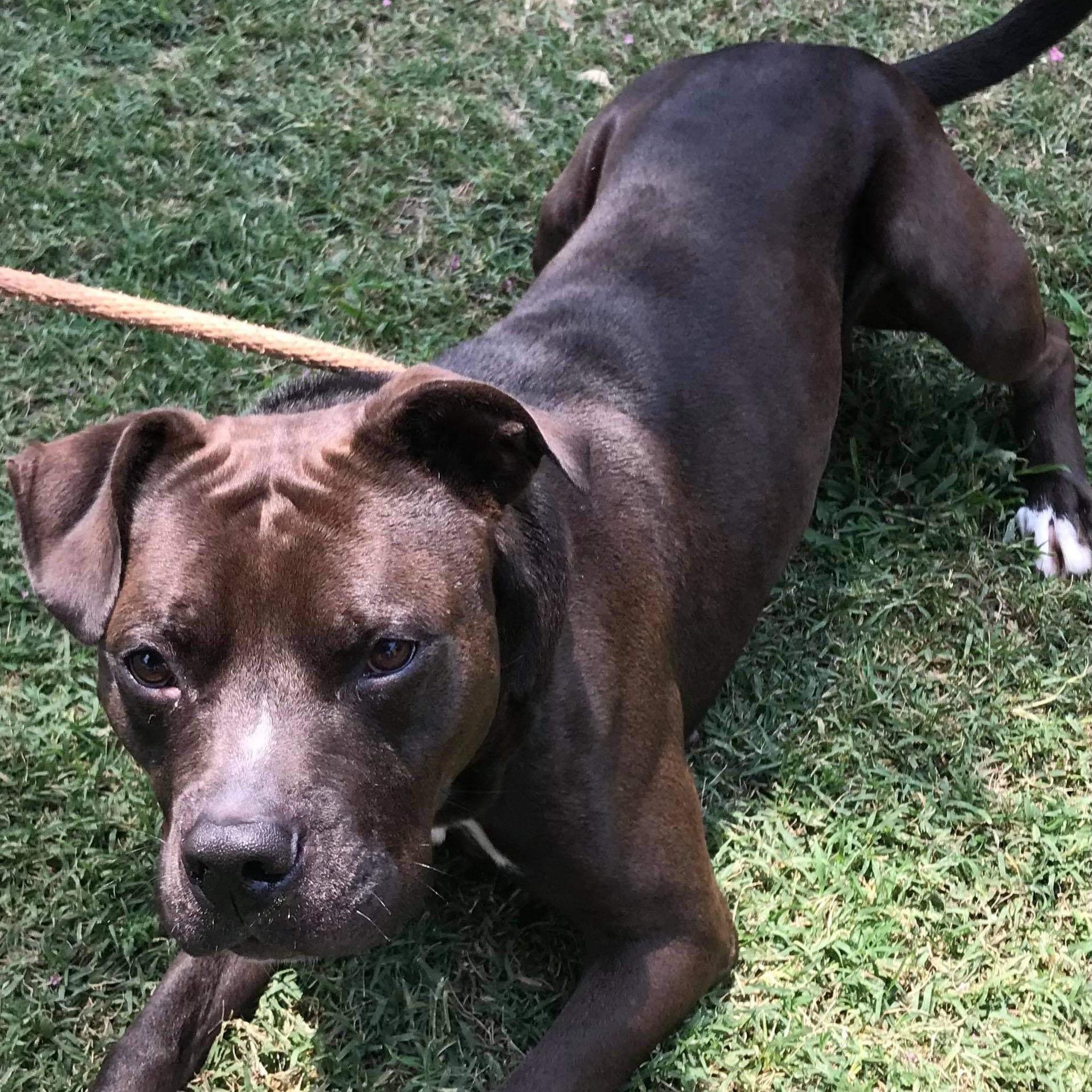 An adult large-sized male Brown / Chocolate Pit Bull Terrier dog named Loki for adoption in Zuni, VA