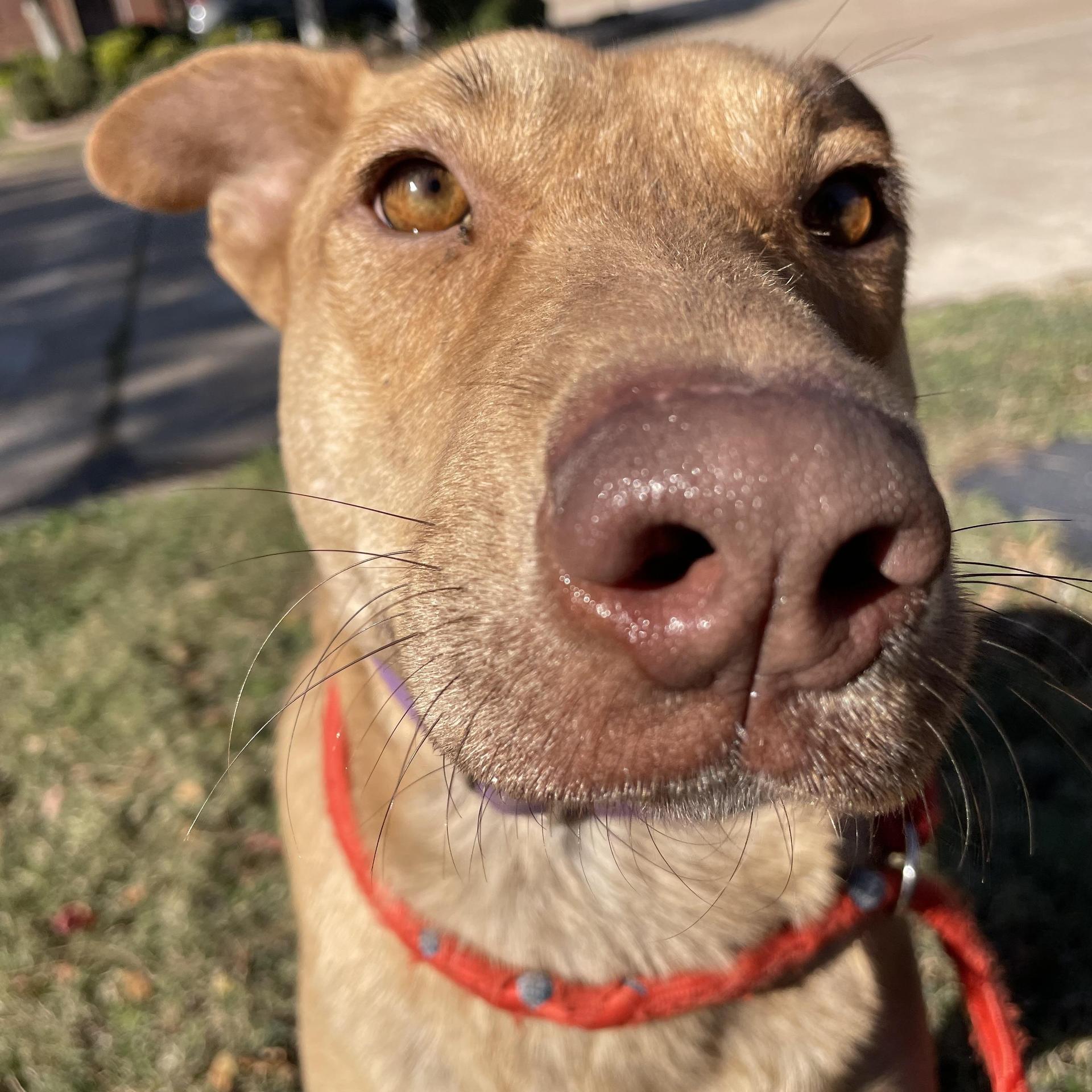 A young medium-sized female Golden Labrador Retriever dog named Izzy for adoption in Pearland, TX