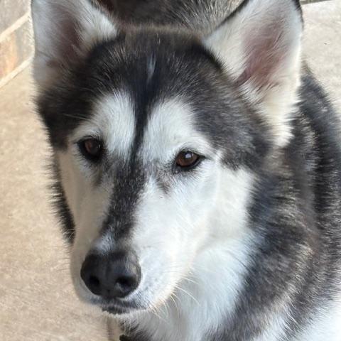 A young large-sized female Gray / Blue / Silver Husky dog named Scarlet for adoption in Quitman, TX