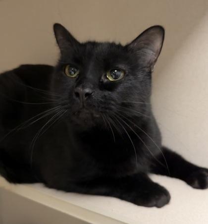 Pooh & Piglet Bonded photo 1