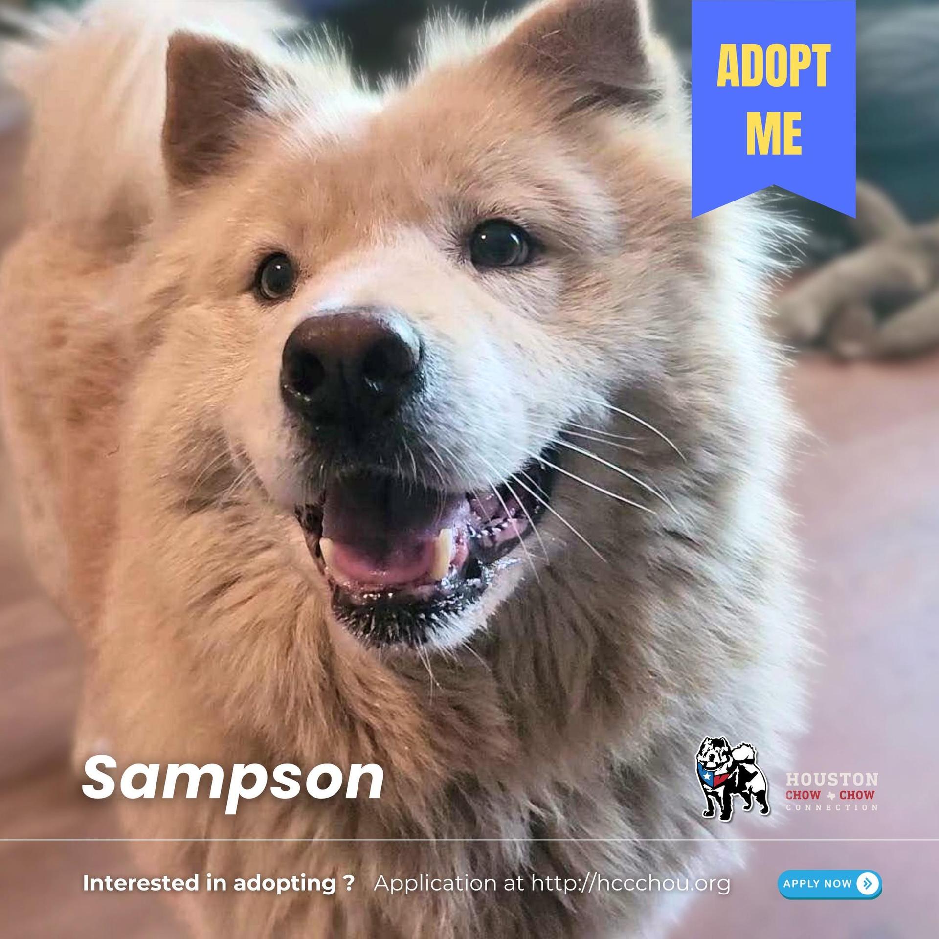 An adult medium-sized male Yellow / Tan / Blond / Fawn Chow Chow dog named Sampson for adoption in Houston, TX