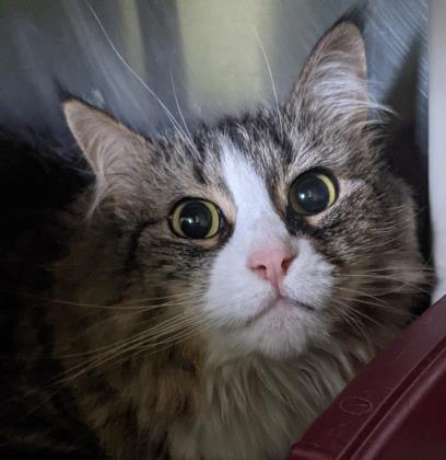 Fuzzy Vanessa Williams