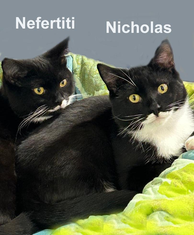 Nicholas And Nefertiti Fuh.