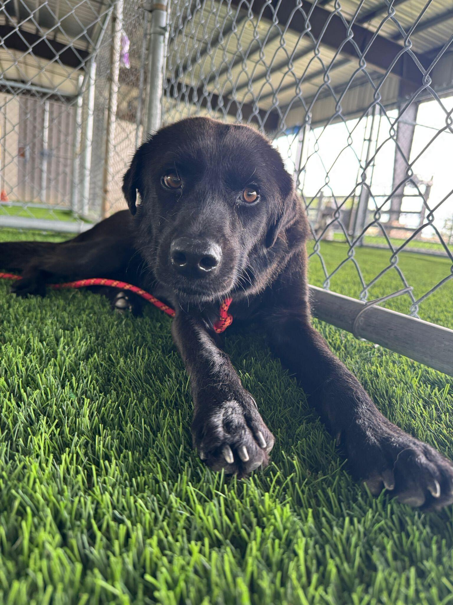 An adult medium-sized male Black Mixed Breed dog named Blacky for adoption in Brooklyn, NY