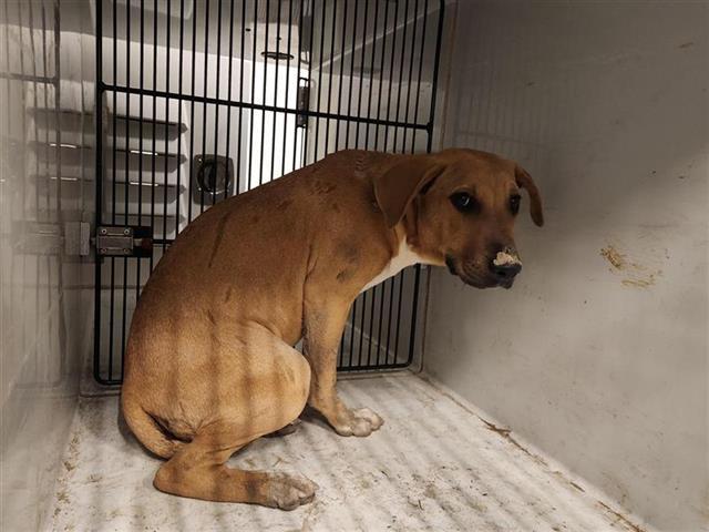 A young medium-sized female Pit Bull Terrier dog named Linda for adoption in Houston, TX