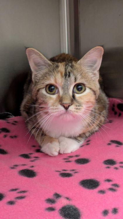 A young small-sized female Domestic Short Hair cat named Juliet for adoption in Atlanta, GA