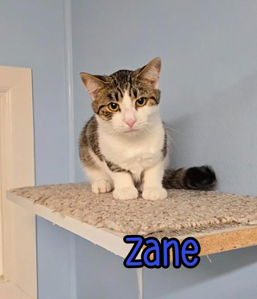 Zane