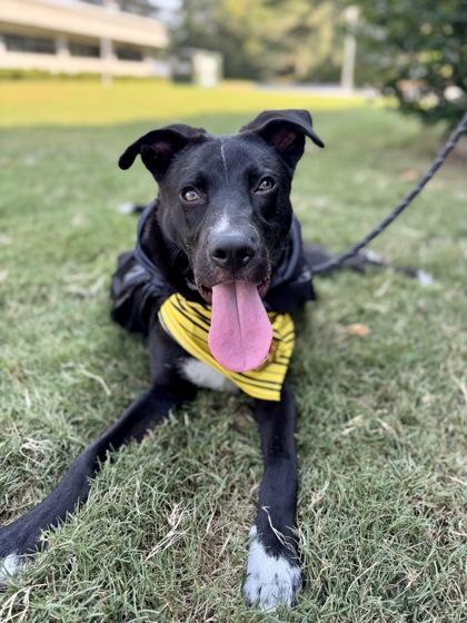 A young medium-sized male Mixed Breed dog named Falconoid for adoption in Atlanta, GA