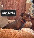 Mr. Jello