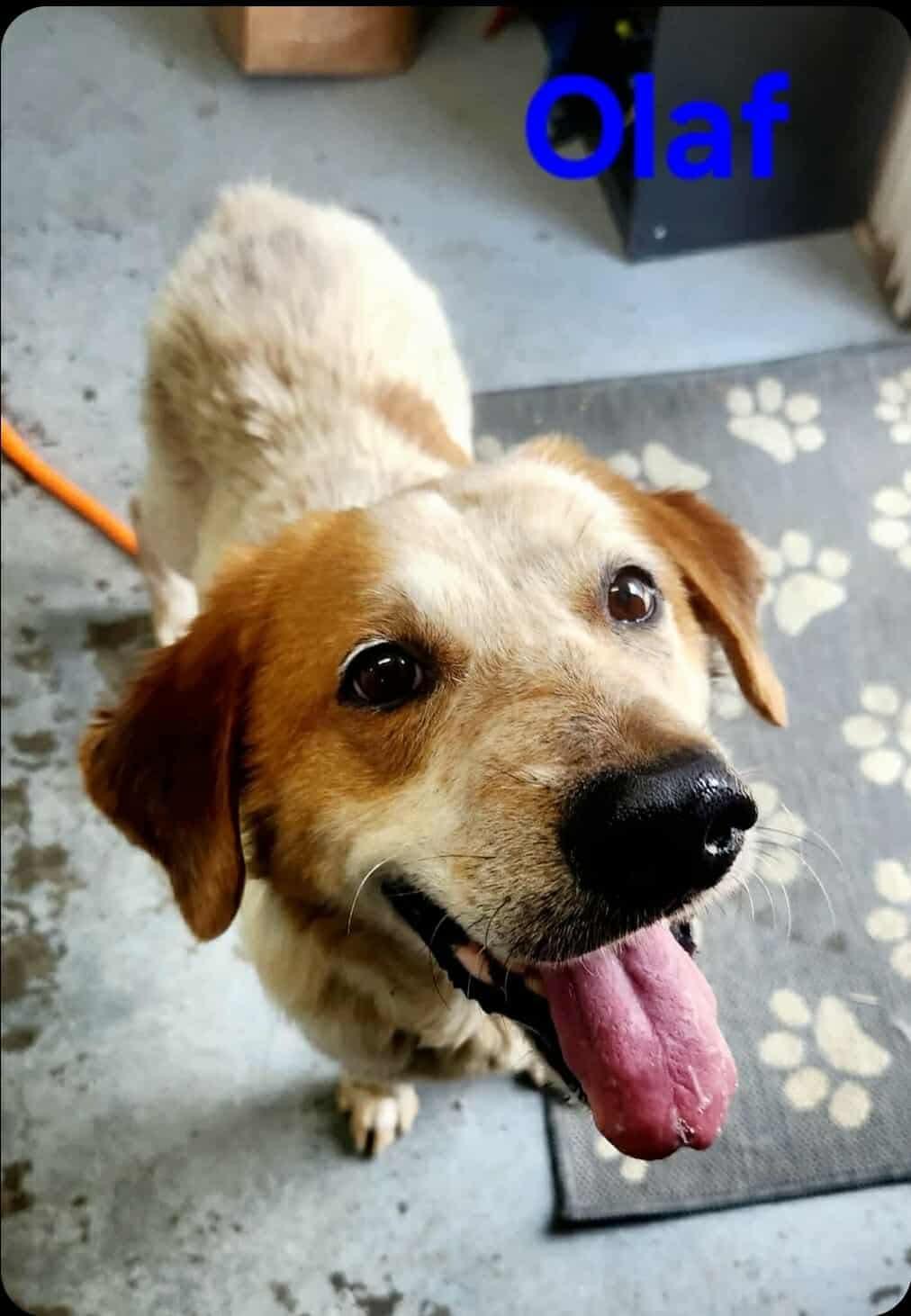 Olaf