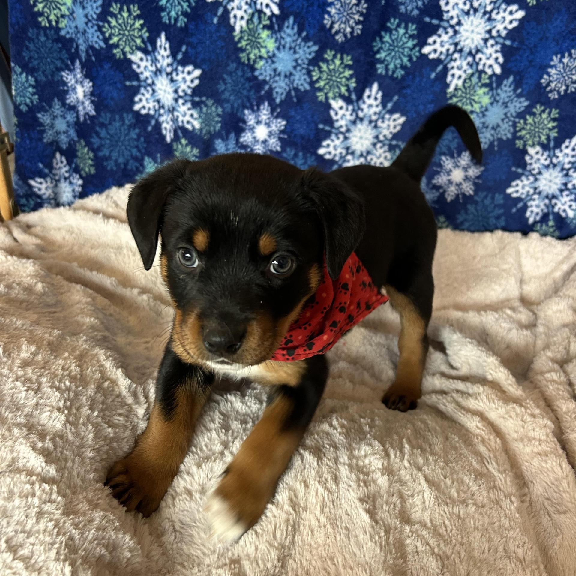 Zeus