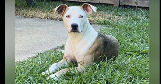 A young medium-sized female Brown / Chocolate Staffordshire Bull Terrier dog named Bonnie for adoption in Richmond, TX