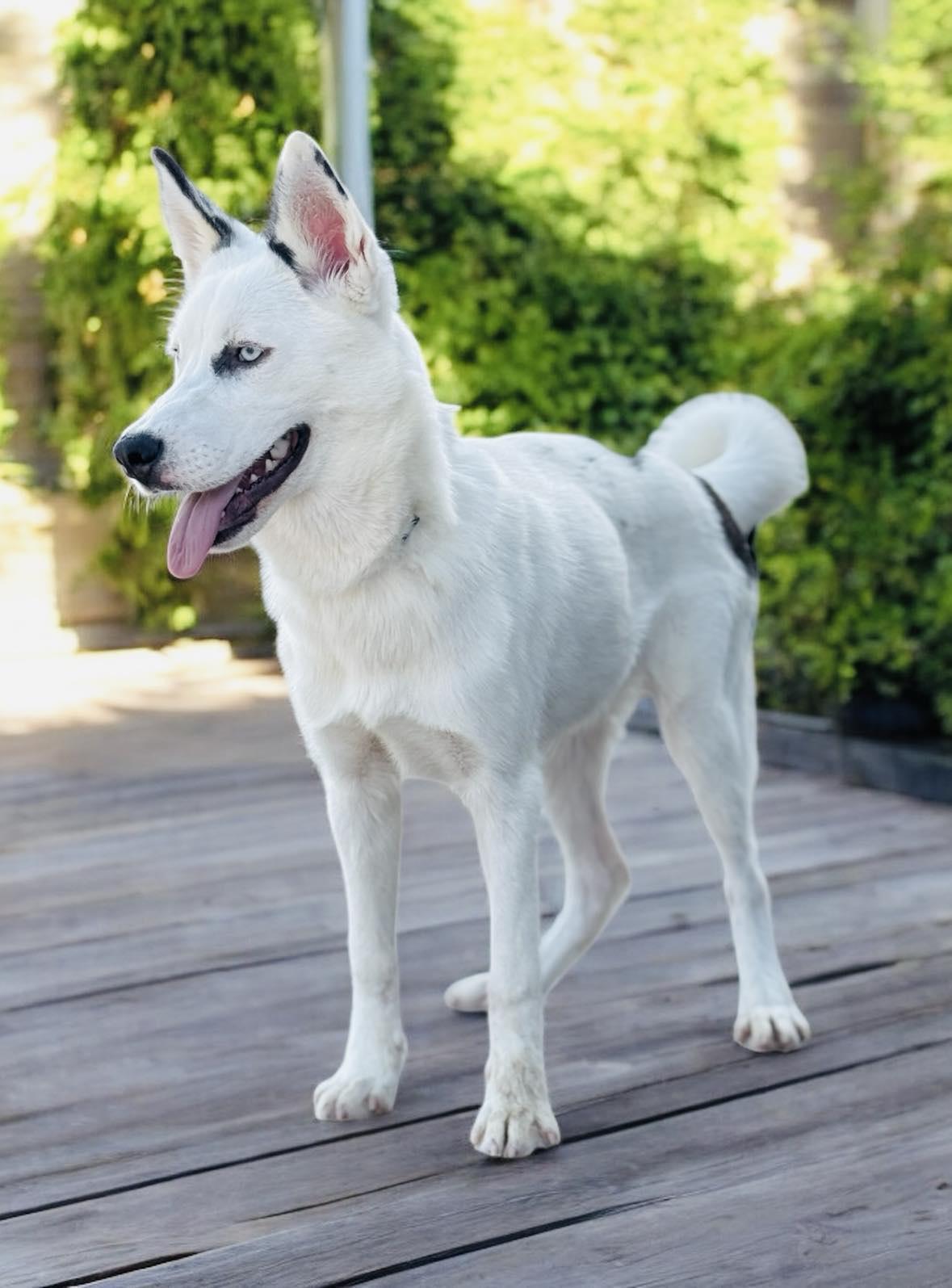 A baby medium-sized female White / Cream Husky dog named Audrey for adoption in Allen, TX