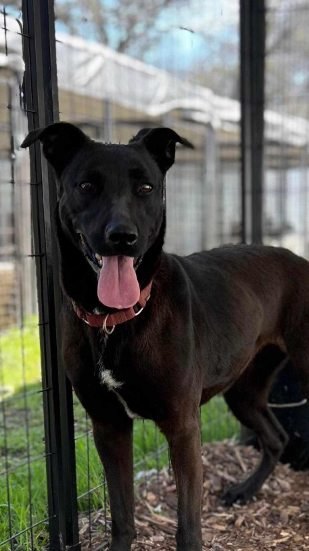 An adult large-sized female Black German Shepherd Dog dog named Galaxy for adoption in Kempner, TX