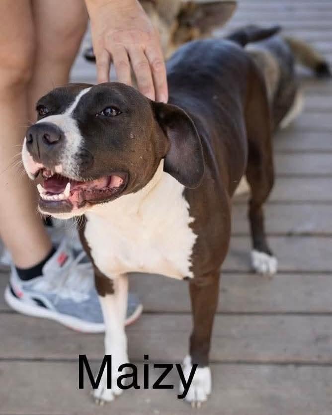Maizy