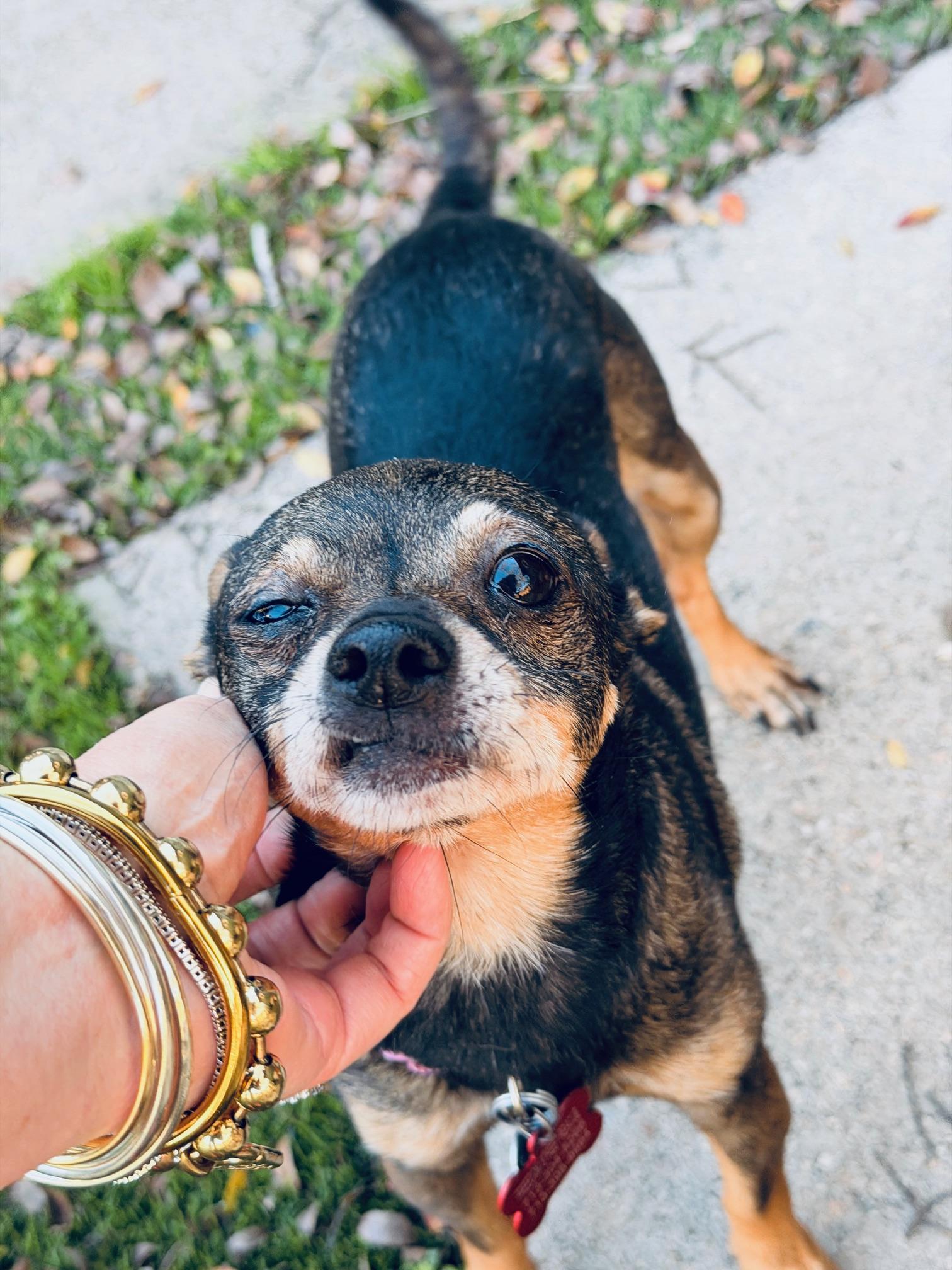 An adult small-sized female Brindle Chihuahua dog named Meet Coco โ A for adoption in Houston, TX