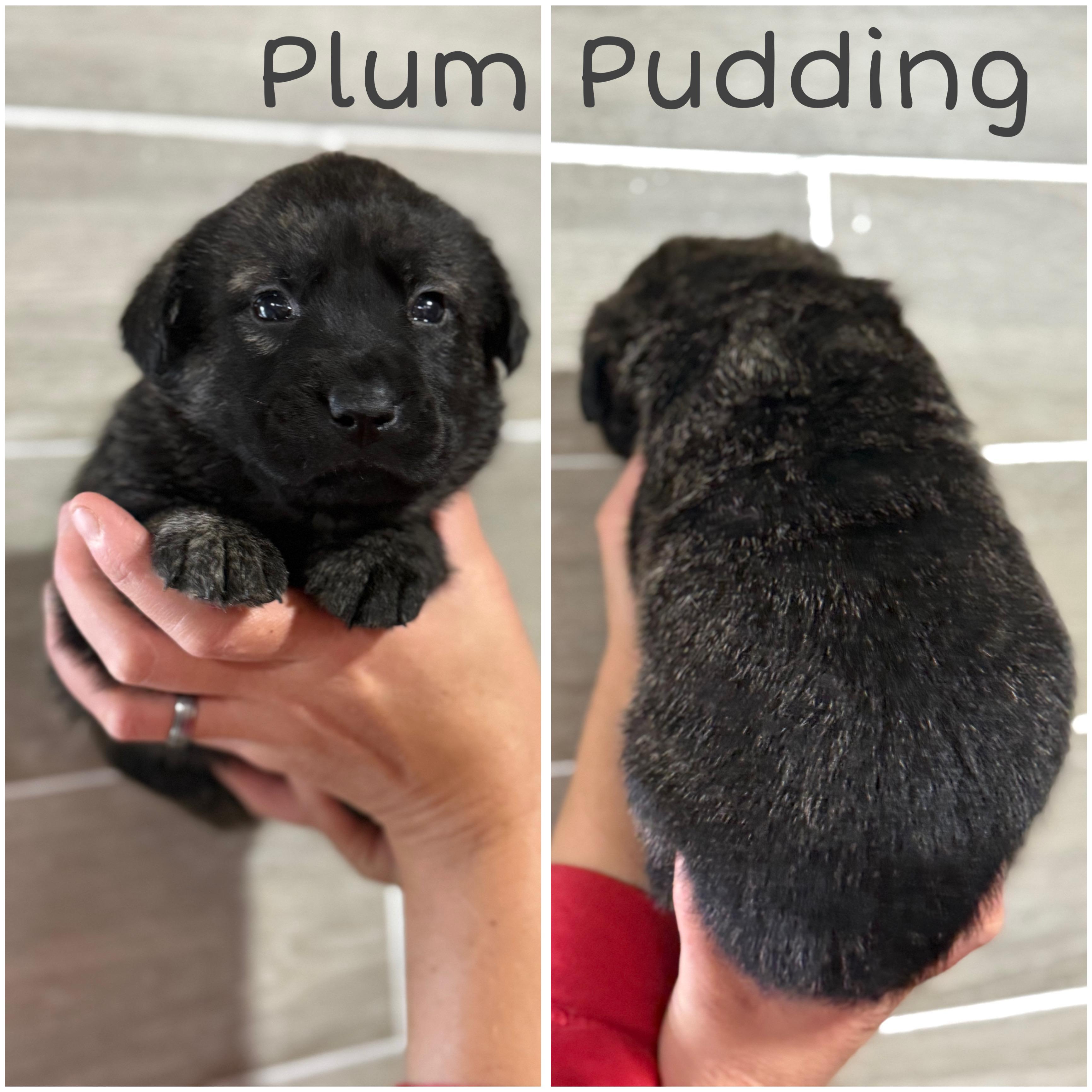 Plum Pudding
