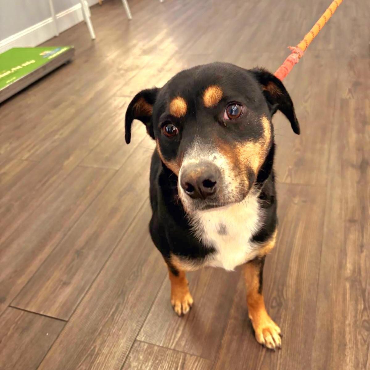 A young medium-sized female Tricolor (Brown, Black, & White) Labrador Retriever dog named Dora for adoption in New York, NY